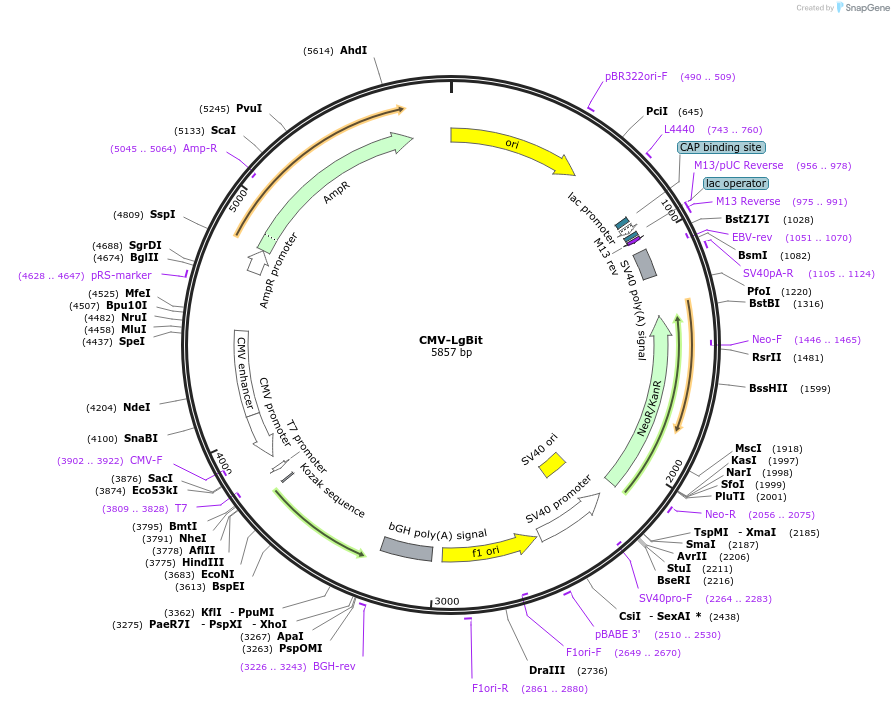 234738-plasmid-map-sequence-id-466031