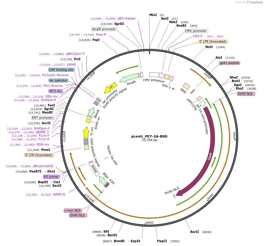 234073-plasmid-map-sequence-id-466037