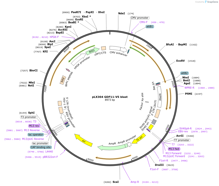 83098-plasmid-map-sequence-id-466047