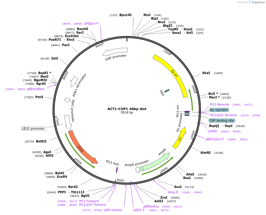234111-plasmid-map-sequence-id-466051