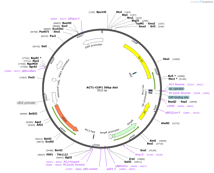 234112-plasmid-map-sequence-id-466054