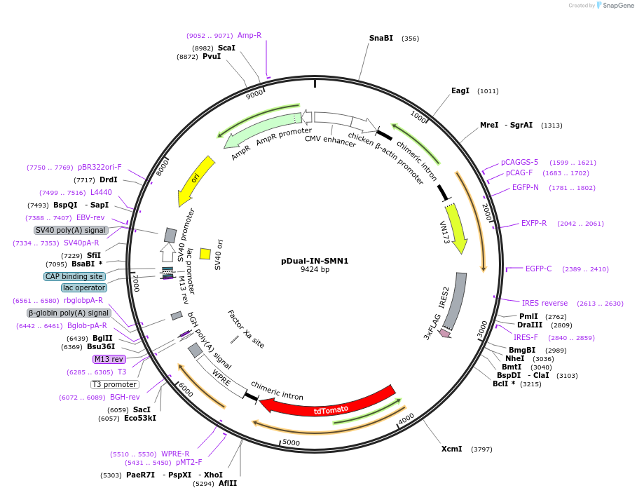 215721-plasmid-map-sequence-id-466061