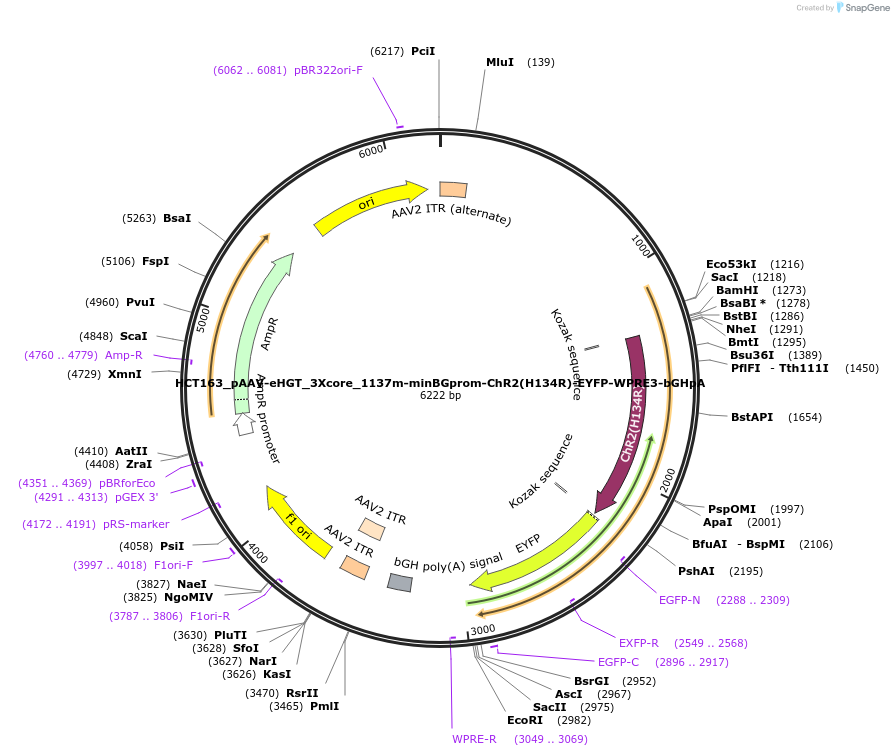 233562-plasmid-map-sequence-id-466066
