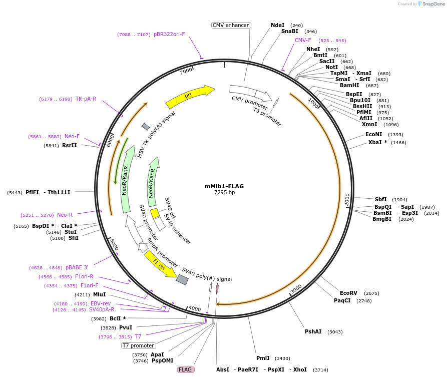 37116-plasmid-map-sequence-id-46609