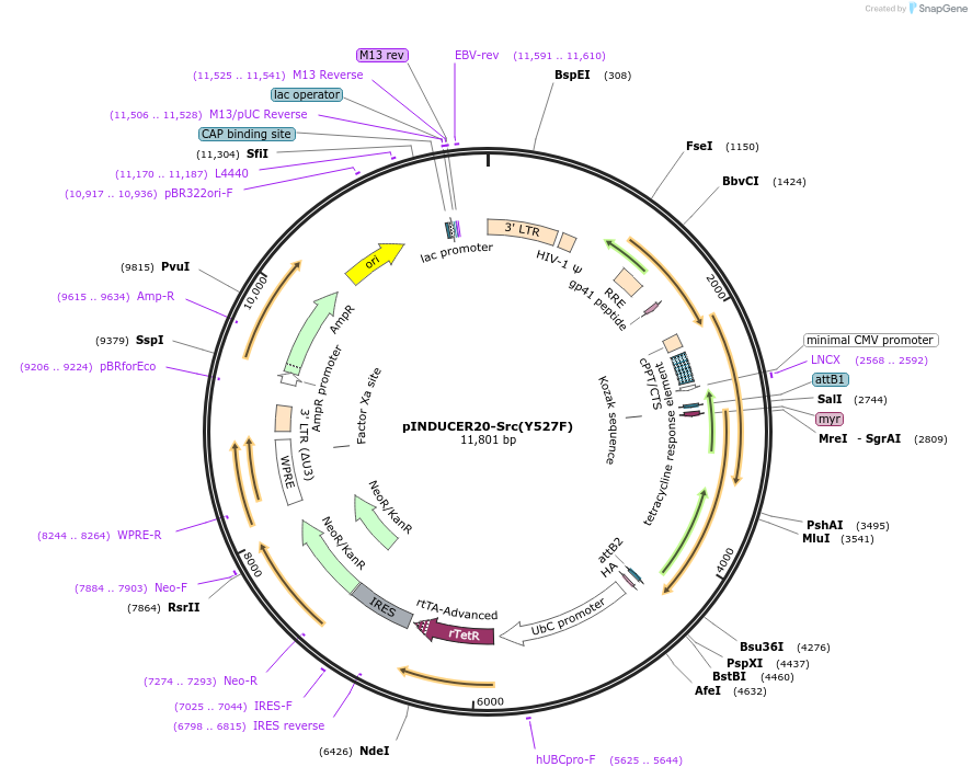 215464-plasmid-map-sequence-id-466122