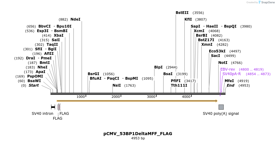 466133_map