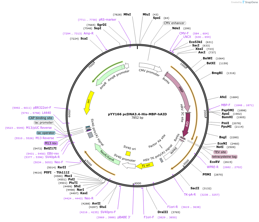 231942-plasmid-map-sequence-id-466139