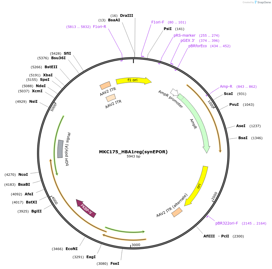 232413-plasmid-map-sequence-id-466145