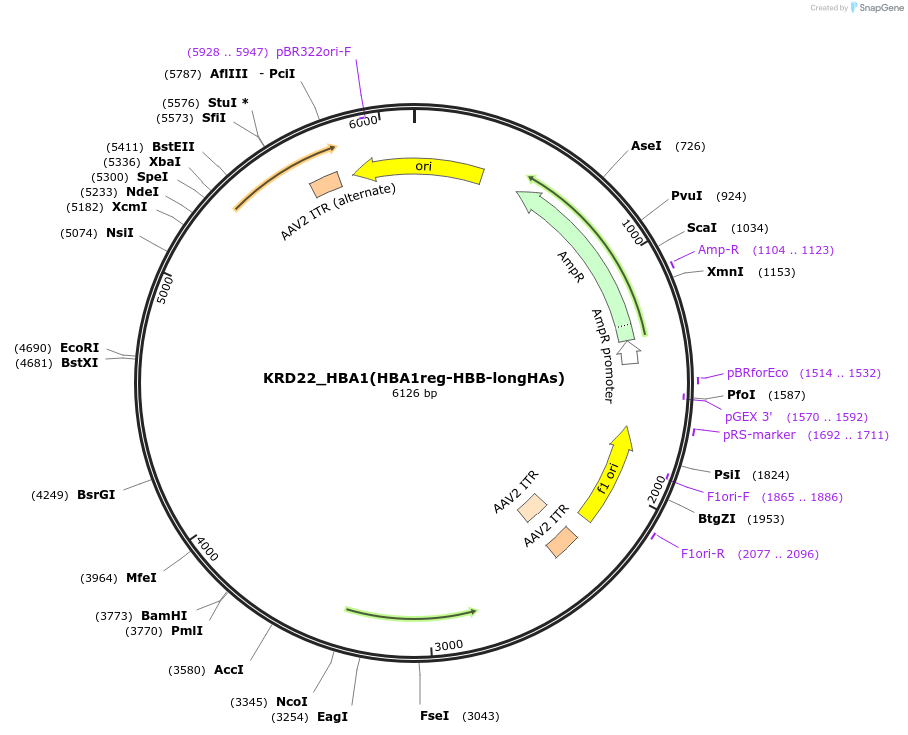 232403-plasmid-map-sequence-id-466149