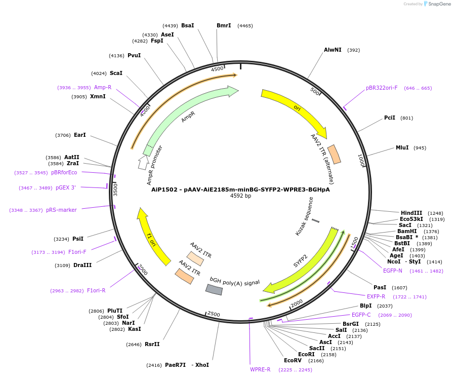 230661-plasmid-map-sequence-id-466193