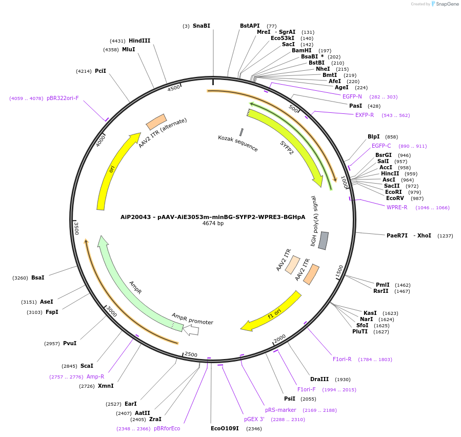 230775-plasmid-map-sequence-id-466197