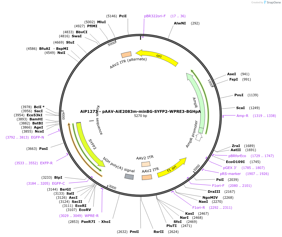 230611-plasmid-map-sequence-id-466231