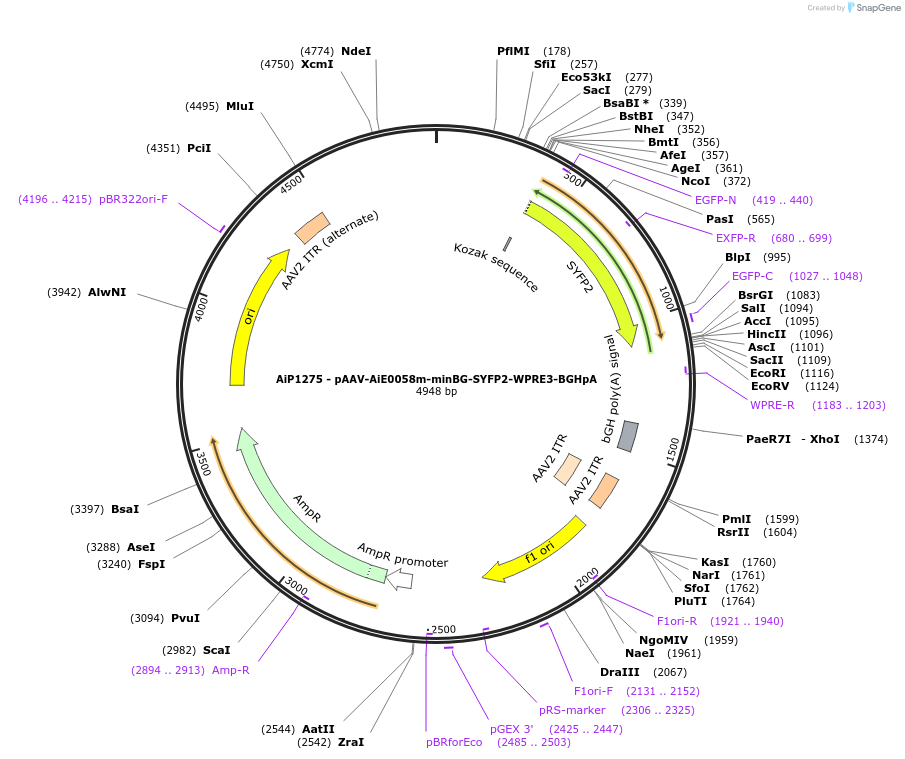 230613-plasmid-map-sequence-id-466232