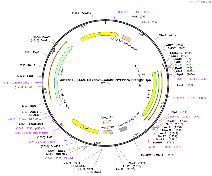 230616-plasmid-map-sequence-id-466235