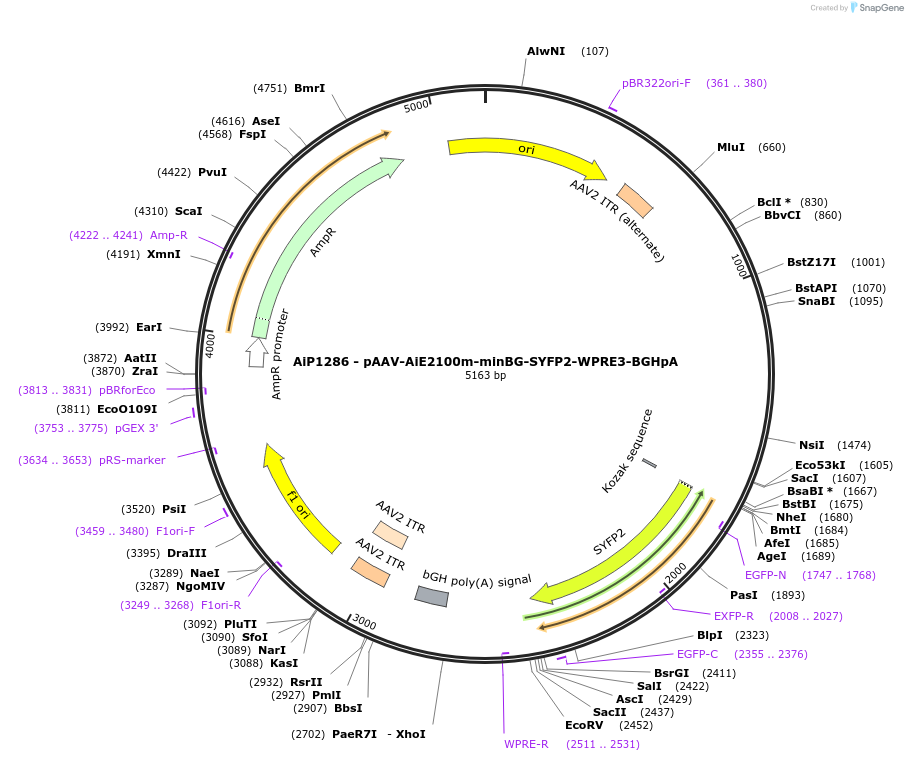 230618-plasmid-map-sequence-id-466237