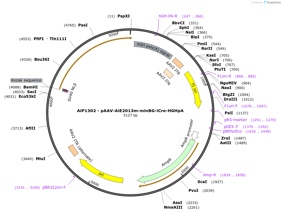 230621-plasmid-map-sequence-id-466239