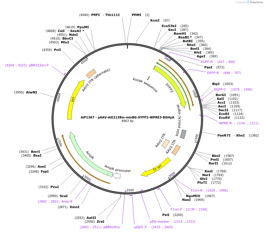 230632-plasmid-map-sequence-id-466247