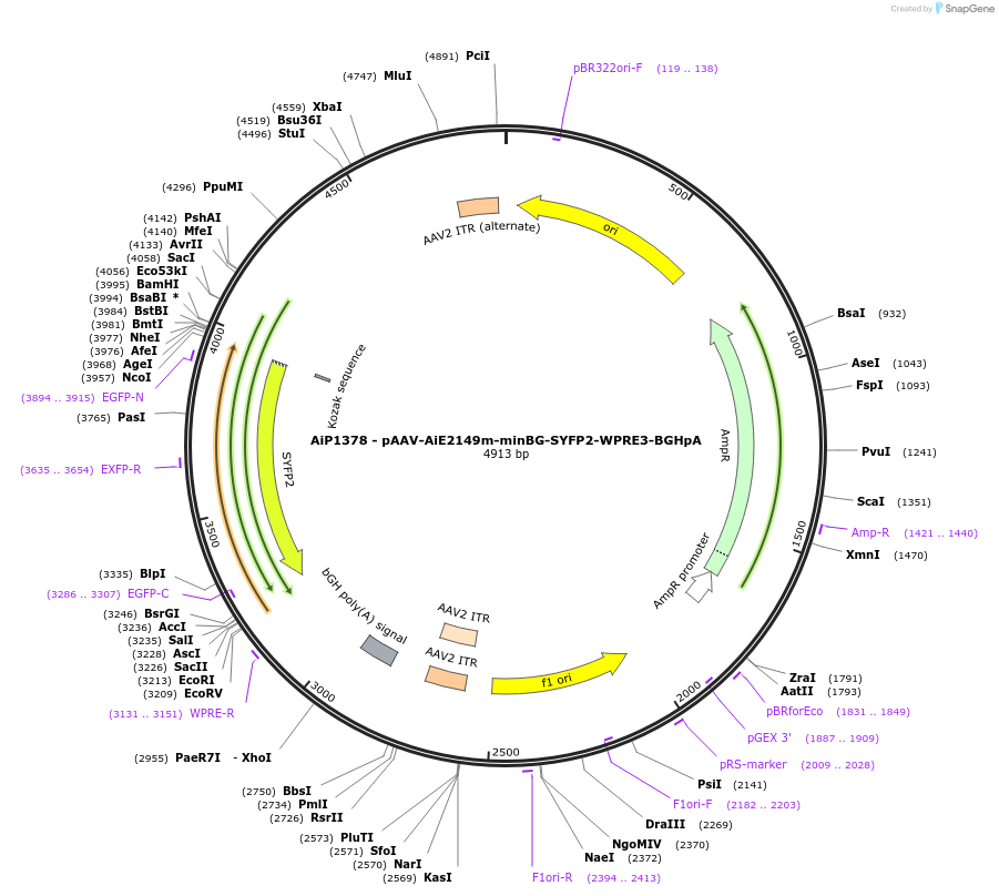 230635-plasmid-map-sequence-id-466250