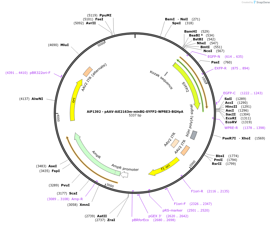 230640-plasmid-map-sequence-id-466253