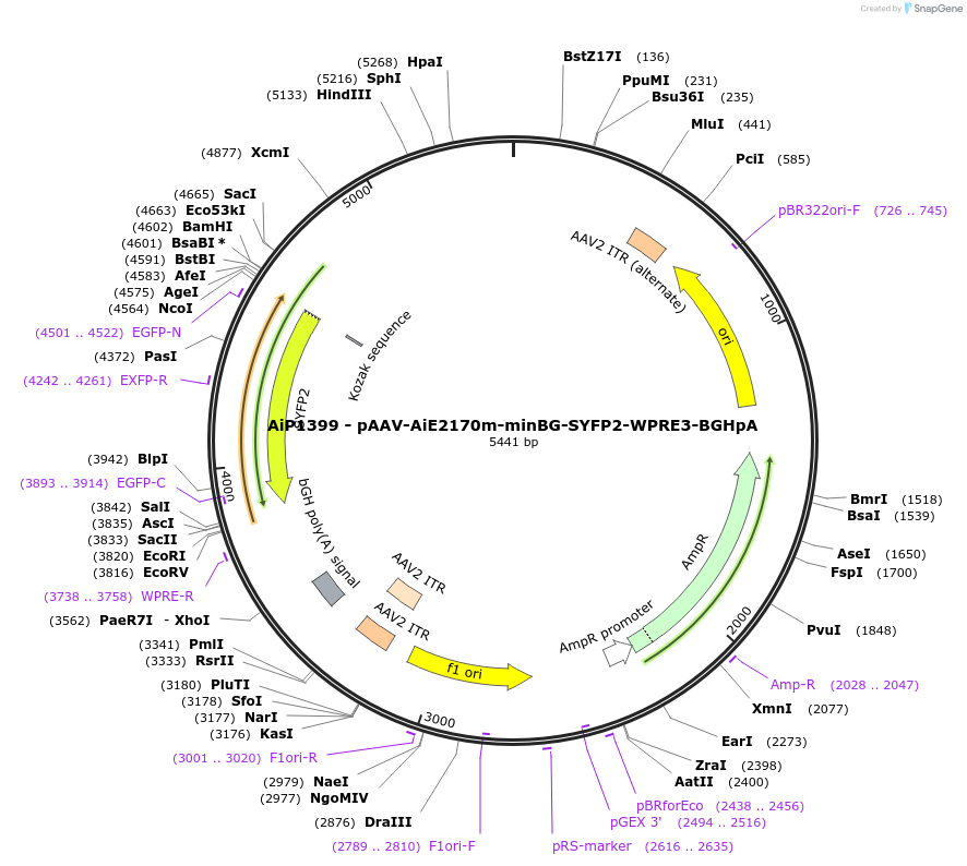 230642-plasmid-map-sequence-id-466255