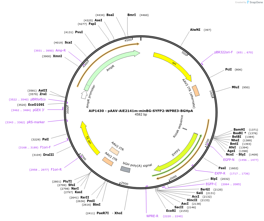 230653-plasmid-map-sequence-id-466260