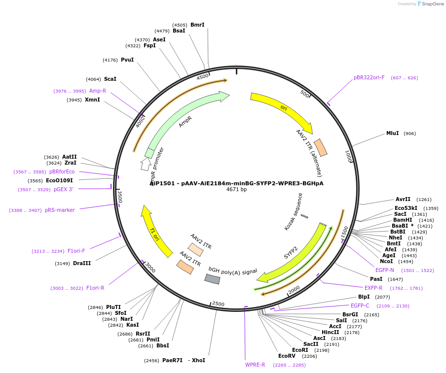 230660-plasmid-map-sequence-id-466265