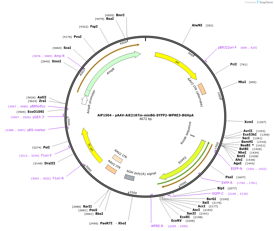 230663-plasmid-map-sequence-id-466266