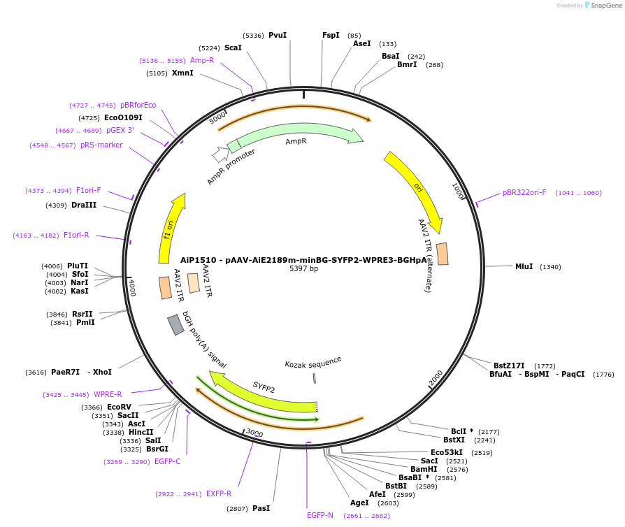 230666-plasmid-map-sequence-id-466269