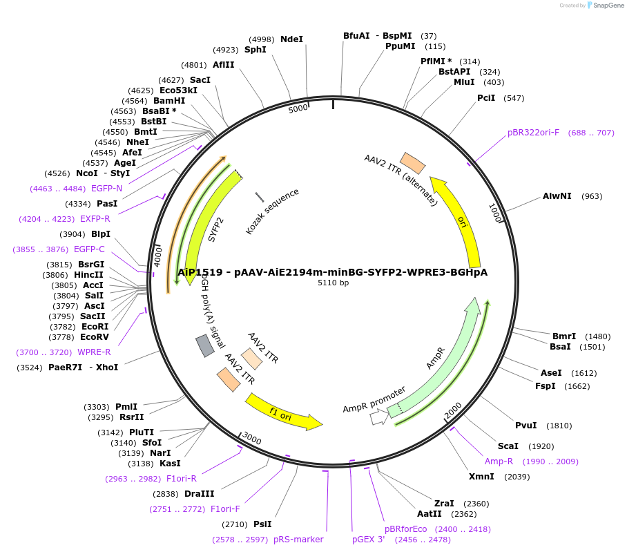 230667-plasmid-map-sequence-id-466270