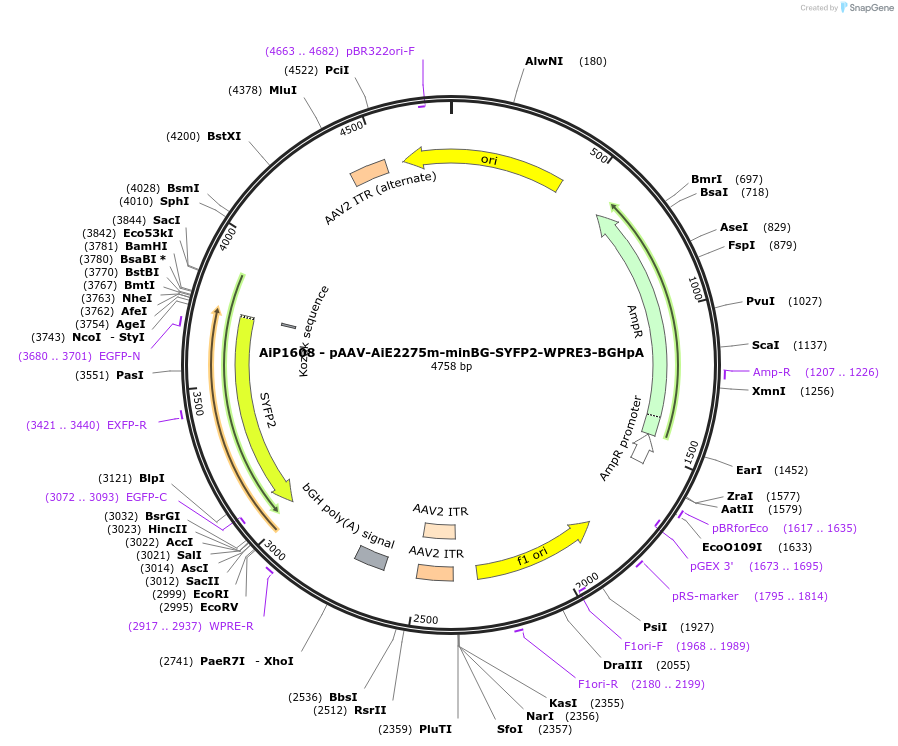 230671-plasmid-map-sequence-id-466274