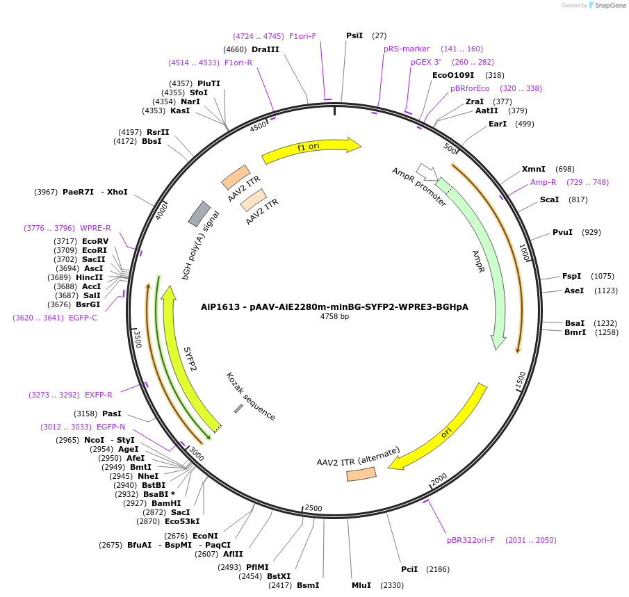 230674-plasmid-map-sequence-id-466276