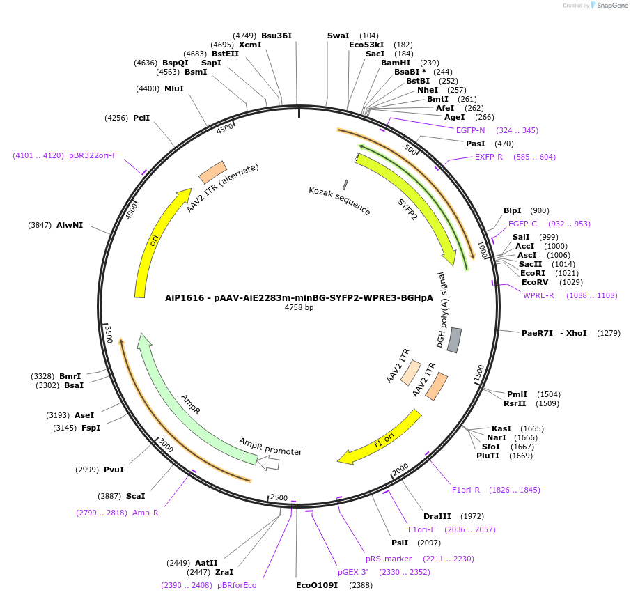 230677-plasmid-map-sequence-id-466278