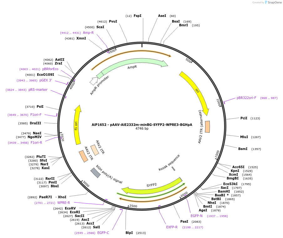 230682-plasmid-map-sequence-id-466281