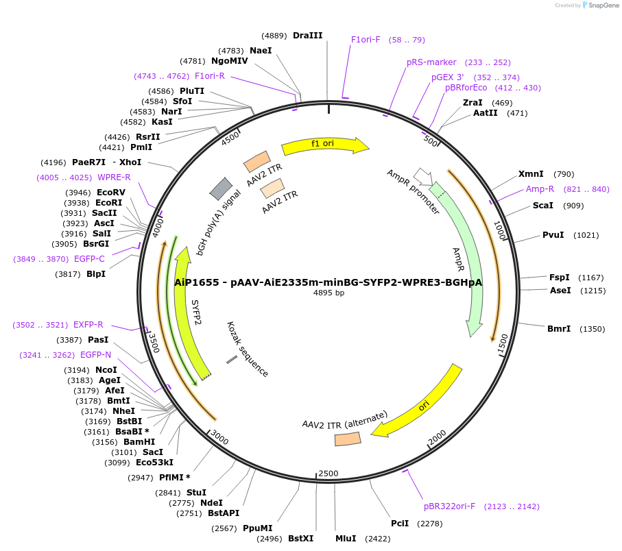 230683-plasmid-map-sequence-id-466282