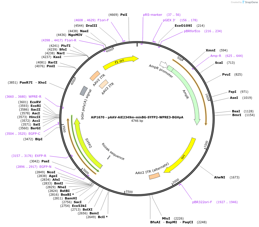 230687-plasmid-map-sequence-id-466286