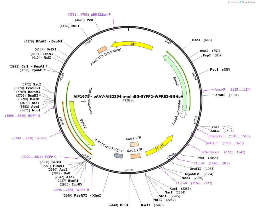 230688-plasmid-map-sequence-id-466287