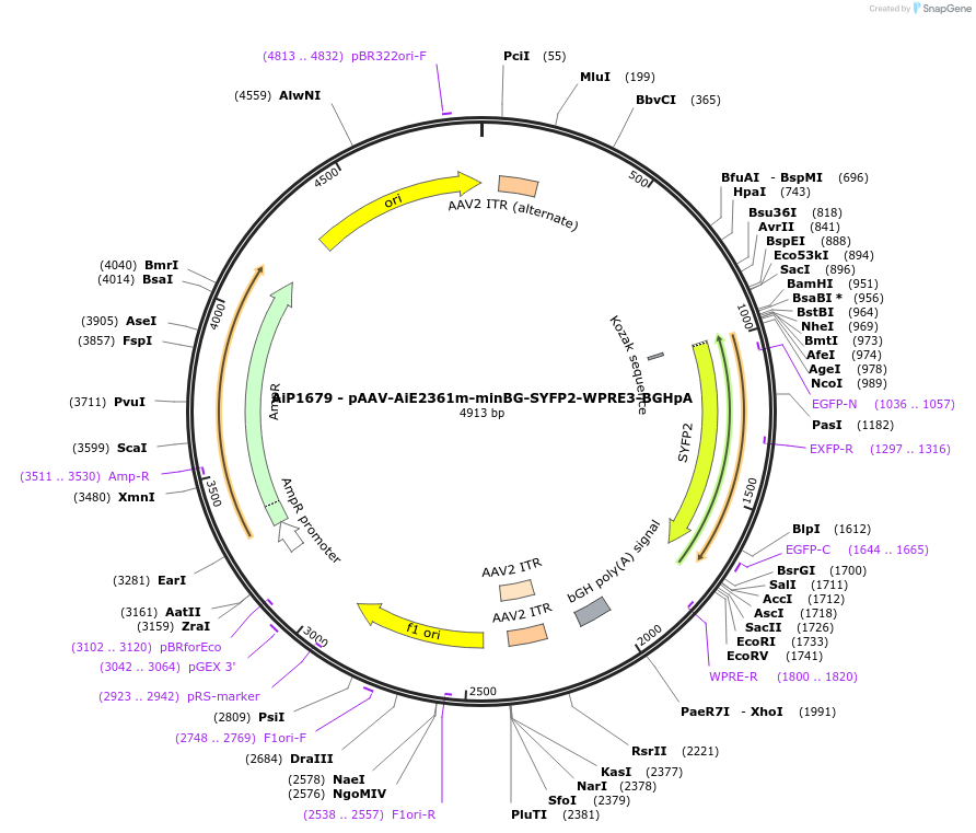 230691-plasmid-map-sequence-id-466290