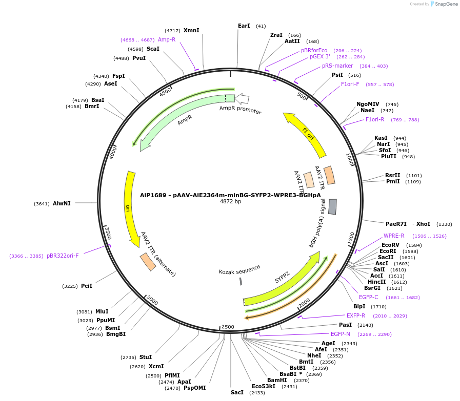 230693-plasmid-map-sequence-id-466291