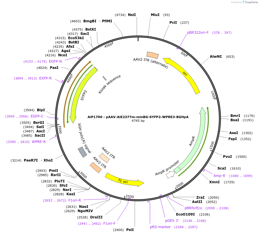 230695-plasmid-map-sequence-id-466292