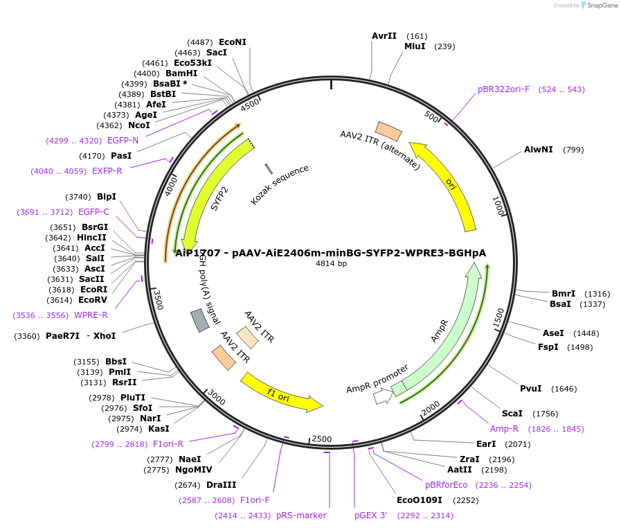 230697-plasmid-map-sequence-id-466294