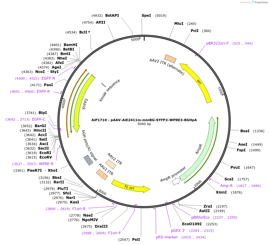 230699-plasmid-map-sequence-id-466295