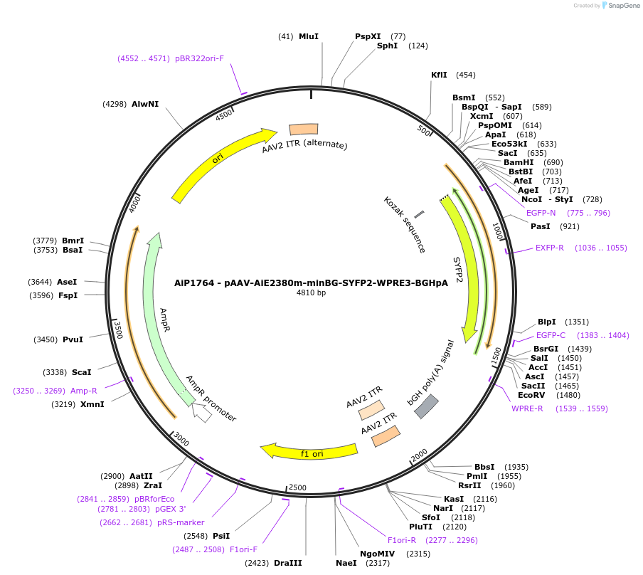 230707-plasmid-map-sequence-id-466301