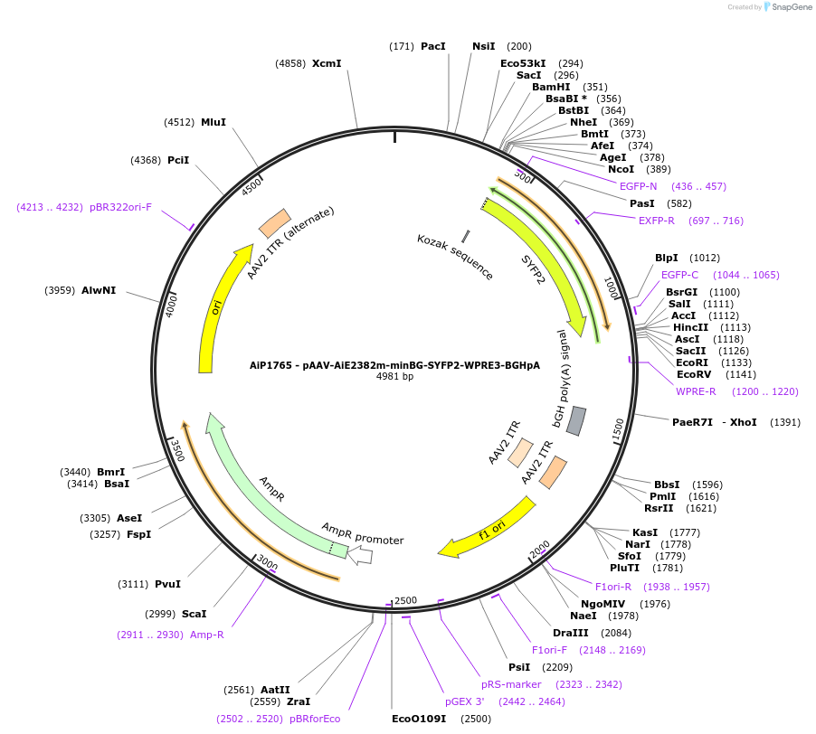230708-plasmid-map-sequence-id-466302