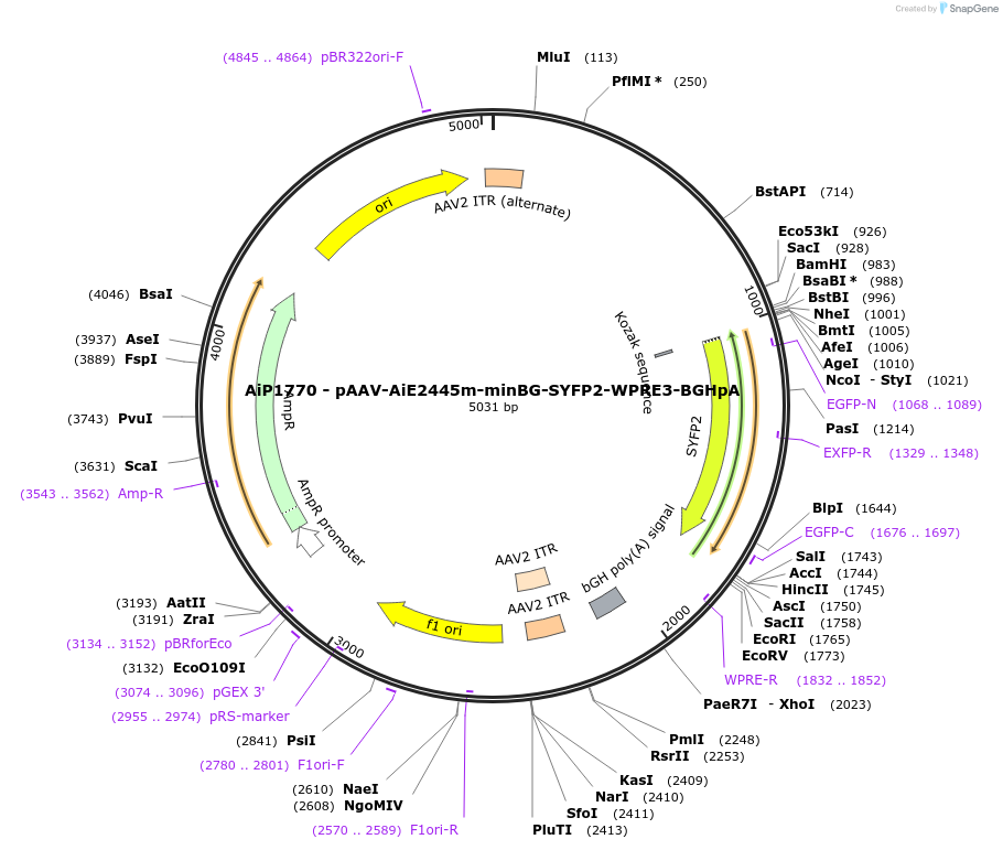 230710-plasmid-map-sequence-id-466303