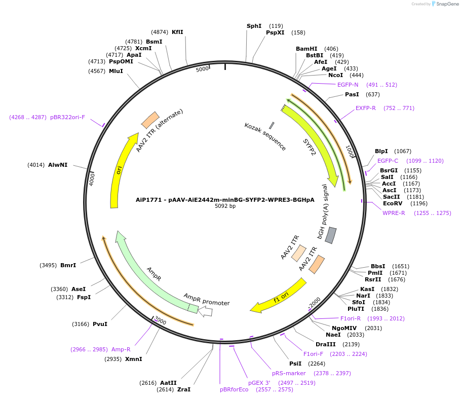 230711-plasmid-map-sequence-id-466304