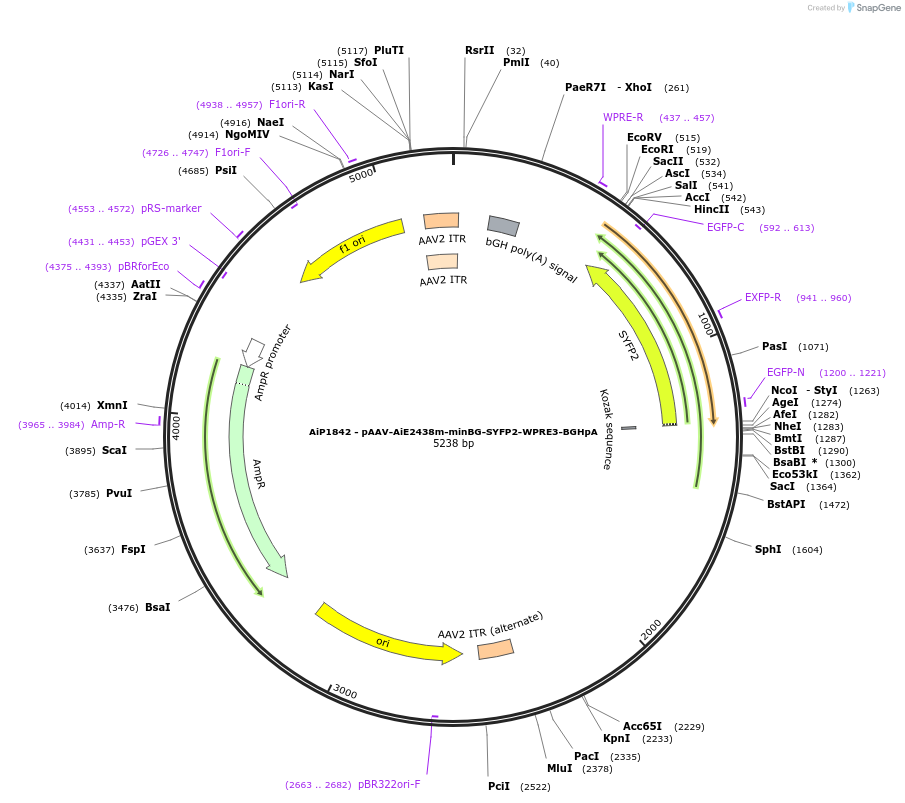 230719-plasmid-map-sequence-id-466310