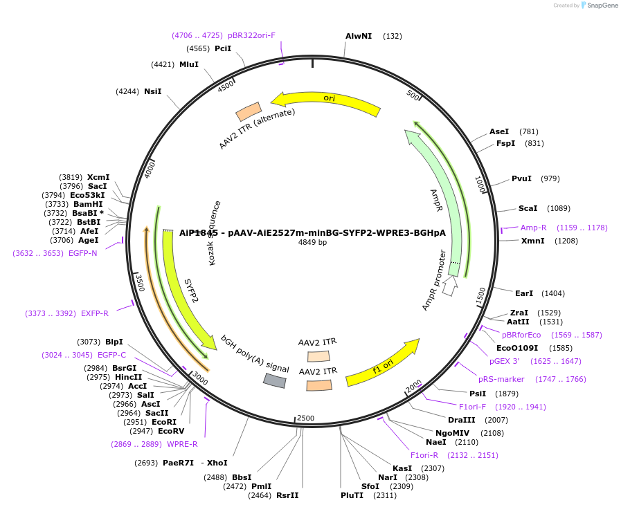 230721-plasmid-map-sequence-id-466312
