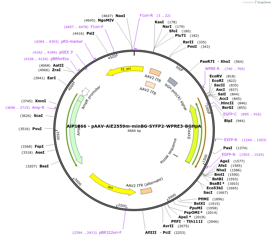 230723-plasmid-map-sequence-id-466314