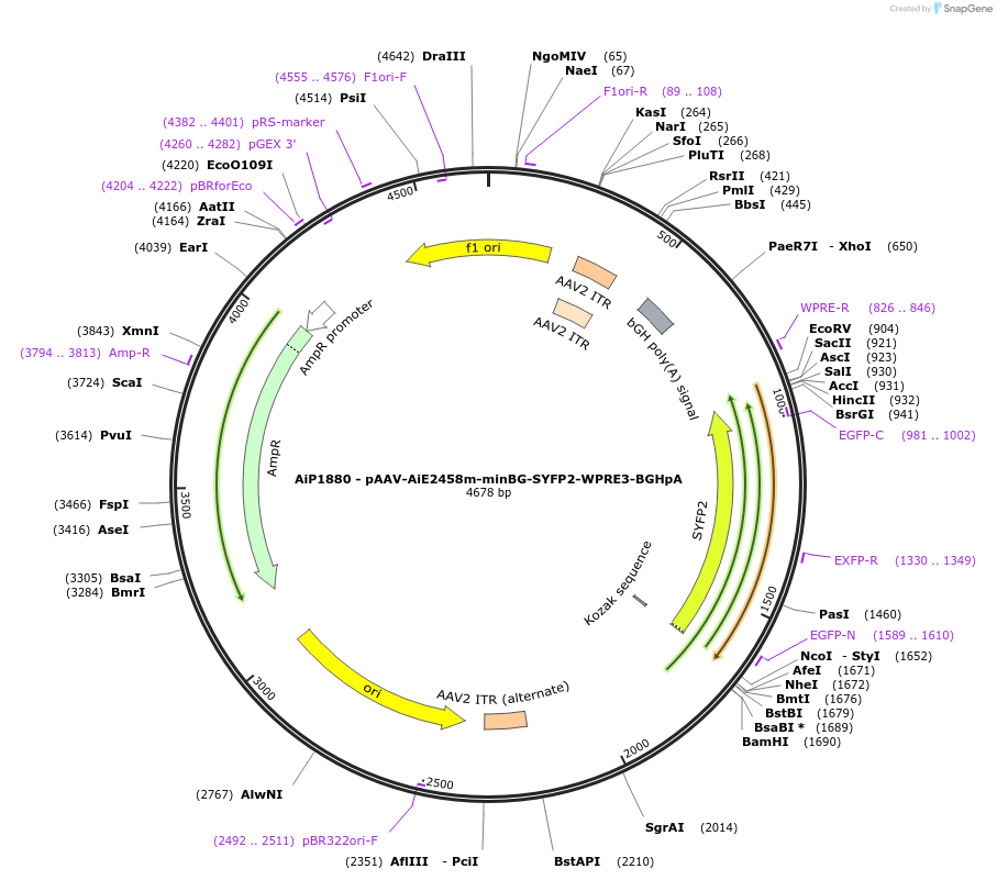 230729-plasmid-map-sequence-id-466320