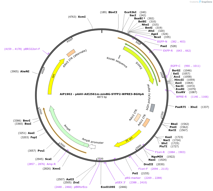 230733-plasmid-map-sequence-id-466324